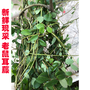 新鲜现采 老鼠耳藤小叶铁包金 乌金藤乌口仔果中草药枝叶500g包邮