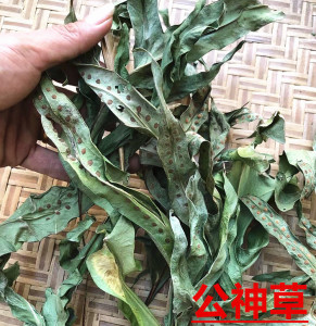 干品新晒野生 湛江公神草 新鲜枝叶七星剑 脉门草功神草包邮