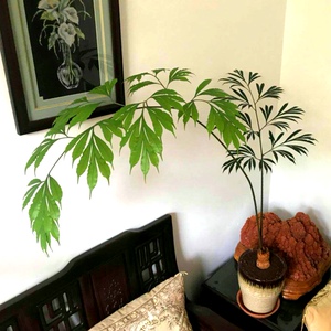 多歧苏铁 粉瑟小森