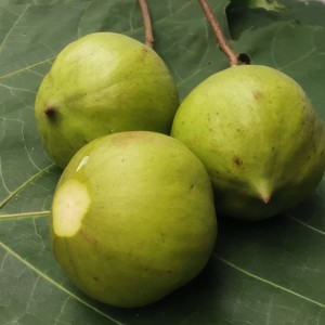 桐子干果非食用农产品大山自然生长油桐果桐树果子桐壳1斤包邮