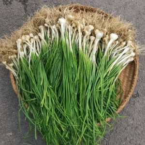 野蒜大山现挖纯野生新鲜野葱小根葱农家胡葱苦藠头带叶须野菜食用