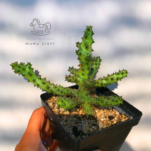 萝摩科多肉植物