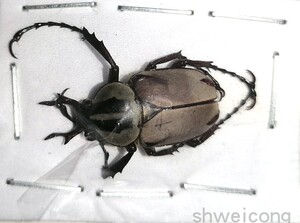 a1/a-品质未整姿 宽带鹿角花金龟dicranocephalus adamsi甲虫标本