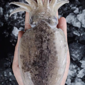 新鲜超大墨鱼仔本港冷冻海鲜鲜活水产大目鱼乌贼海兔