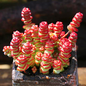 包邮开花爆盆多头钱串老桩/新手好养多肉植物室内盆栽窗台防辐射