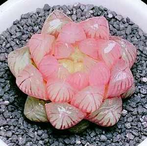 粉色透亮红丝玉露/新手容易办公室内多肉植物花卉盆栽阳台防辐射