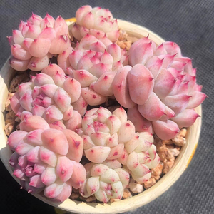 稀有精美果冻粉阿尔巴佳人办公室内多肉植物盆栽花卉窗台防辐射