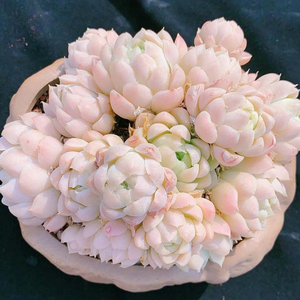 花魁多肉植物【白月影】多头老桩/趣味肉肉盆栽花卉阳台防辐射