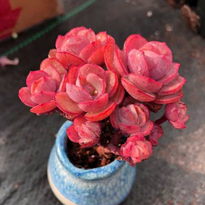 多头玫瑰老杆秀妍/粉色老桩/精品露养多肉植物室内盆栽阳台除甲醛