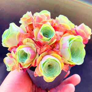 包邮山地玫瑰血樱/粉边多头酒杯/稀有多肉植物室内盆栽阳台防辐射