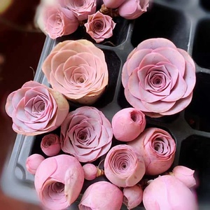 包邮多肉植物山地玫瑰【粉耶罗】粉色酒杯状/阳台办公室盆栽辐射