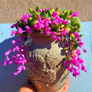 彩色紫玄月爆盆吊兰多肉植物办公室内好养盆栽阳台防辐射非常漂亮