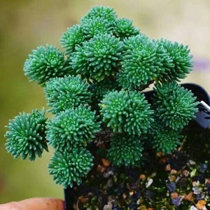 精美多肉植物球松多头老桩趣味办公桌花卉室内盆栽阳台防辐射