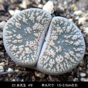 【微尘花界】生石花一物一拍 c1弁天玉 白弁天生石花母本