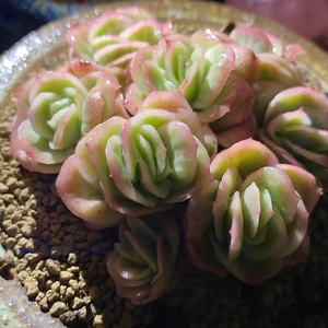 903人付款淘宝冰玫瑰锦多肉植物正版进口贵货室内盆栽植物花卉趣味