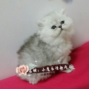 灰色金吉拉
