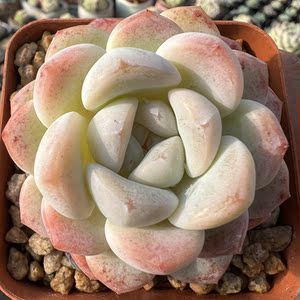gaochen1027淘宝云南多肉雪媚娘多肉植物布朗先生的古董店青橙园艺