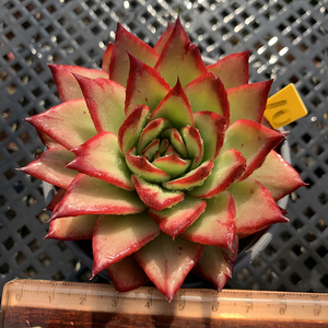 吉赛尔多肉植物 一物一拍血斑群生冬云状态肉肉花卉绿植园艺盆栽