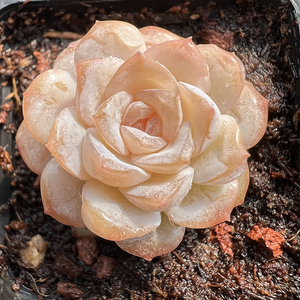 雪颜冰魄粉嫩多肉植物韩国新品一物一拍血斑肉肉花卉绿植园艺盆栽