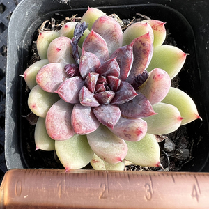 秀智紫晶杂多肉植物韩国新品一物一拍血斑肉肉花卉绿植园艺盆栽