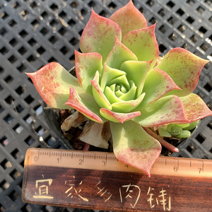 翡翠塔粉嫩多肉植物韩国新品一物一拍血斑肉肉花卉绿植园艺盆栽