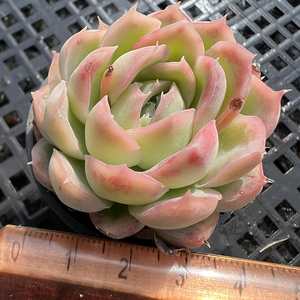 冰雪女王粉嫩多肉植物韩国新品一物一拍血斑肉肉花卉绿植园艺盆栽