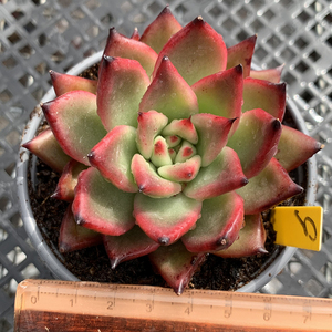 摩根多肉植物一物一冬云群生捧花状态肉肉花卉绿植园艺盆栽