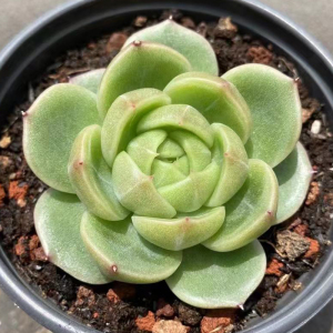 【冰城多肉】冰城多肉品牌,价格 - 阿里巴巴