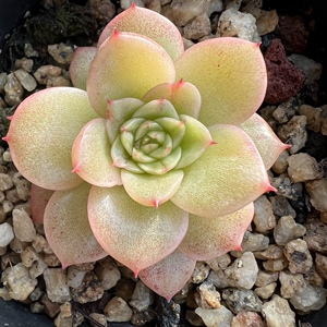 红酒桃糖心渐变色多肉植物新品一物一拍血斑肉肉花卉绿植园艺盆栽