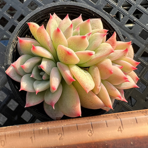 ak玛利亚粉嫩多肉植物韩国新品一物一拍血斑肉肉花卉绿植园艺盆栽