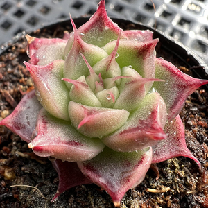 0051人付款淘宝猪儿跑