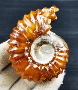 马达加斯加天然精品羊角螺化石标本玉化螺招财转运发财手把件摆件