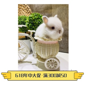 Tubage/宠物兔侏儒兔活体兔宝宝/喜马拉雅兔/海棠/道奇猫猫兔宝宝
