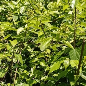 观音柴树枝叶神仙豆腐绿臭黄荆斑鸠草配碳酸钙和滤袋