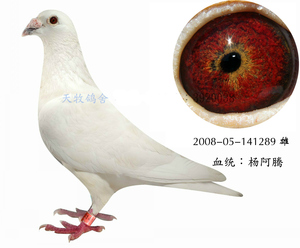 杨阿腾信鸽种鸽