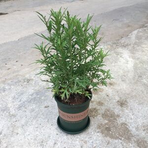 可食用艾草盆栽