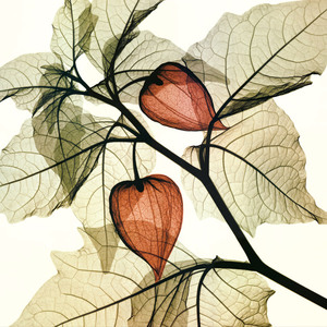 装饰画纸画芯无框客厅