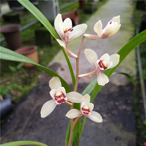 建兰花仙子四季兰盆栽兰花绿植花卉浓香色彩粉室内兰草