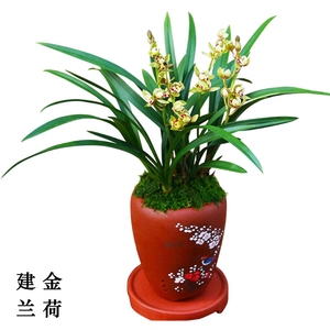 兰花建兰苗金荷经典传统荷瓣花小型盆栽办公桌室花卉绿植阳台浓香