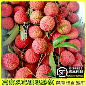 顺丰包邮从化荔枝10斤新鲜桂味甜广东桂香鸭头绿当季水果特产现摘