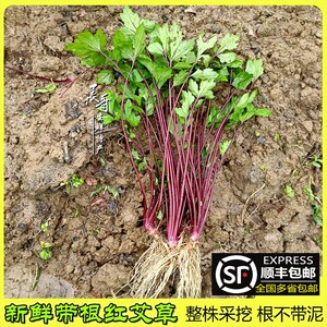 顺丰包邮 新鲜带根红艾草3斤珍珠花菜甜艾姨妈菜鸭脚艾红根草整棵