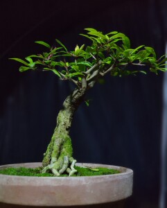 日本小叶果宫灯石榴盆景小老桩室内观赏阳台桌面绿植掌心把玩茶台