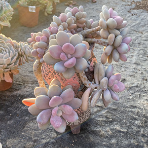 平头哥直播37号链接群生老桩多肉植栽状态很好果冻色萌肉桃蛋老桩