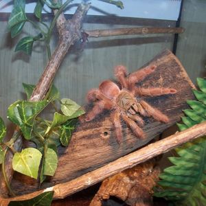 (蜘蛛)圭亚那红树食鸟蛛 毛茸茸树系成长快 红色经典品种