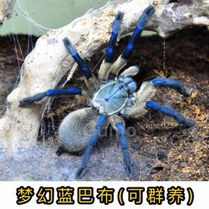 爬虫梦幻蓝巴布宠物蜘蛛幼体成体索科特拉足展2-13厘米凶活体特价