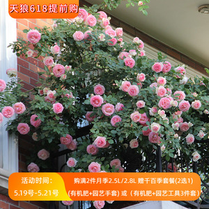 【天狼月季】 2.5升大苗天狼果汁蓝雨四季庭院植物玫瑰盆栽花苗