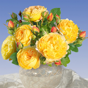 天狼月季 黄金城堡 月季玫瑰 多季黄色浓香灌木月季可做藤本