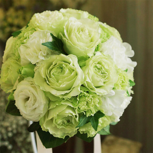 天狼月季 女士时装 月季玫瑰 多季开花绿色系大花杂交茶香月季