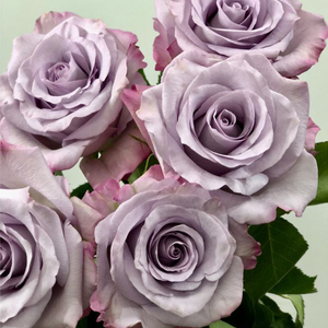 天狼月季 萨菲2.5升盆栽多季大花庭院露台观赏植物玫瑰花卉盆栽