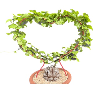 稀有进口南非龟甲龙块根爬藤小苗室内趣味绿植一物一拍带盆栽好